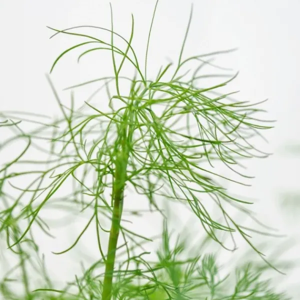 Natura d'Oriente Aneto punte