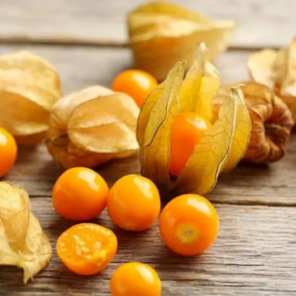 Natura d'Oriente Bacche di Inca Berries naturali (Physalis) Alkekengi
