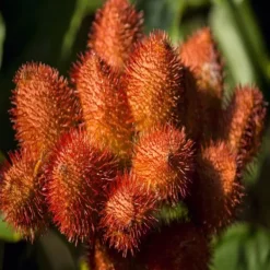 Natura d'Oriente Semi di Annatto - Achiote
