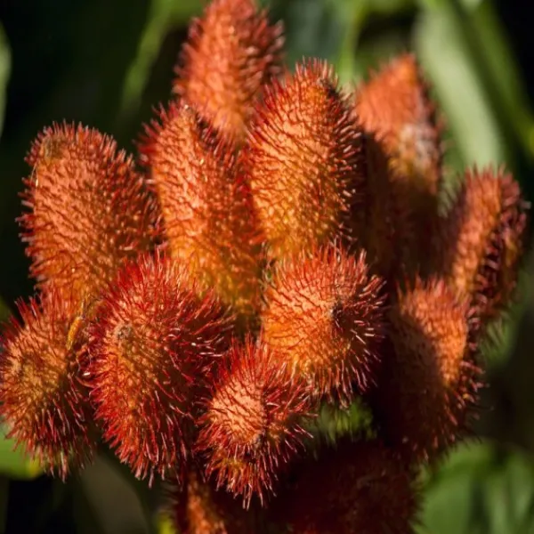 Natura d'Oriente Semi di Annatto - Achiote